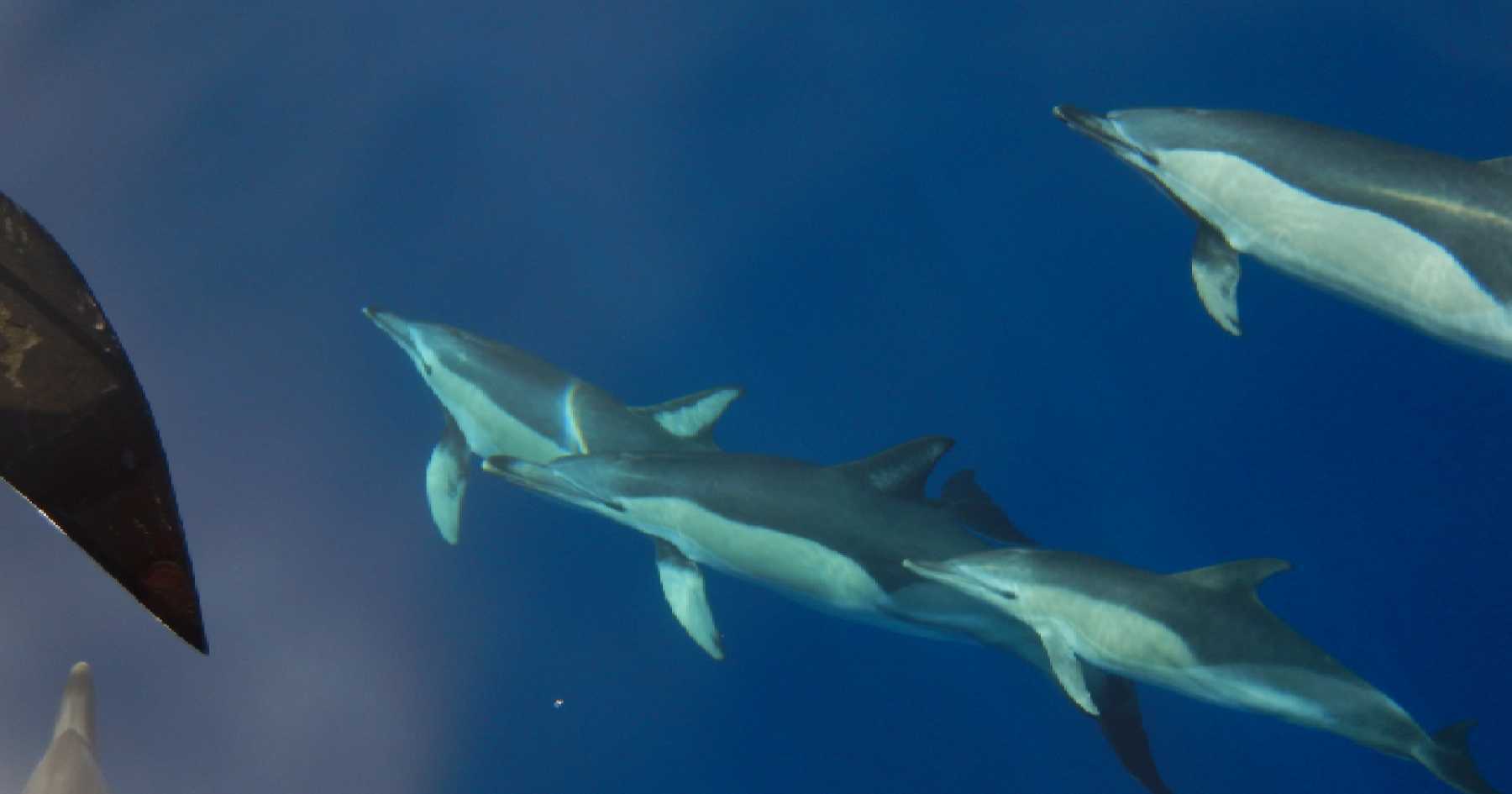 Sailing with Dolphins in the Small Cyclades: An Unforgettable Voyage Aboard the Annabella