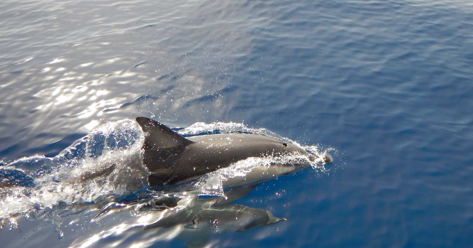 Sailing with Dolphins in the Small Cyclades: An Unforgettable Voyage Aboard the Annabella