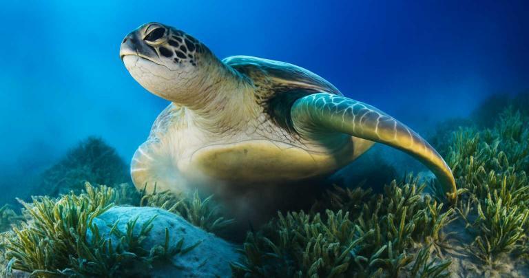 Sailing with Captain George on the Annabella: A Sea Turtle Adventure